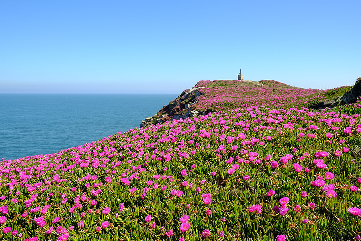 flowers, sea, cliff