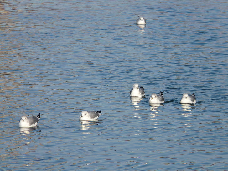 gaivotas, água, nadar, formação, Grupo, pássaro, animal