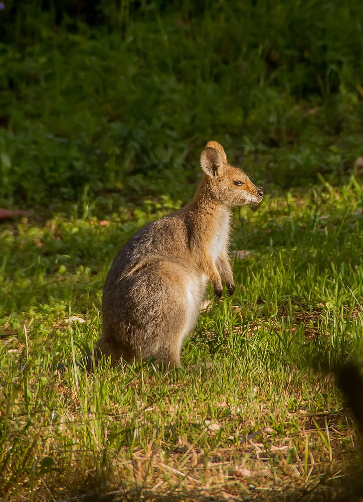 wallaby, rednecked wallaby, young, joey, grass, sunny, cute
