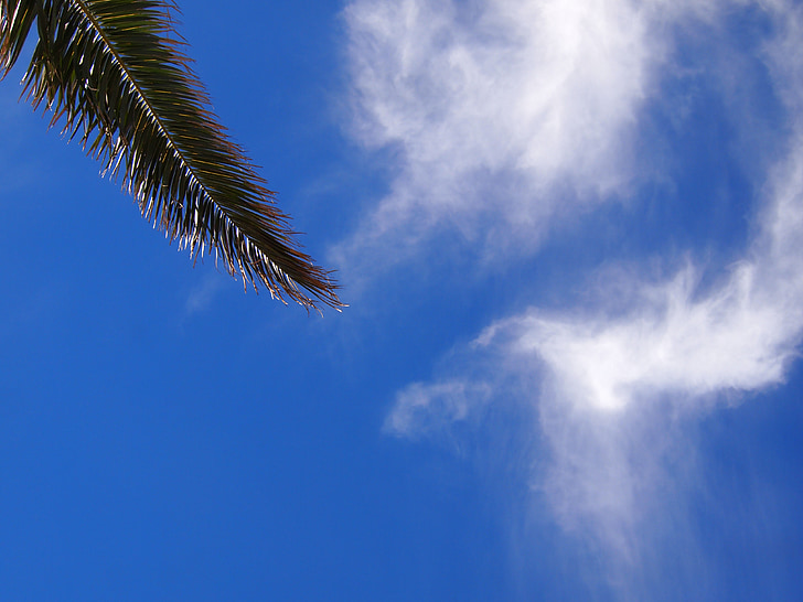 blå himmel, Cloud, palmer, blad, mabori kaigan, havet, Tokyo bay
