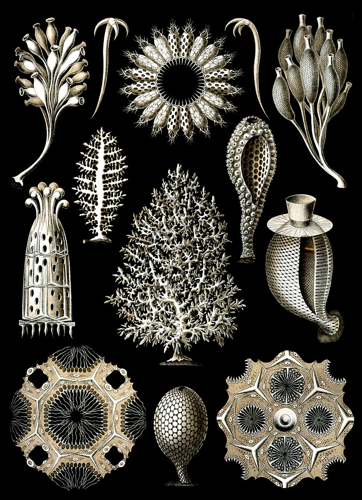 špongie, morské hubky, Haeckel calcispongiae, Porifera, metazoa, morský život