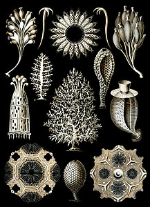 sponzen, zee spons, Haeckel calcispongiae, Porifera, Metazoa, Marine leven