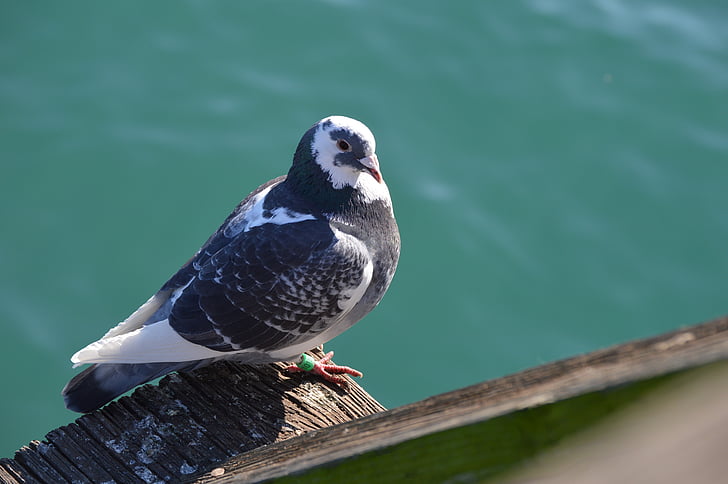 pigeon, bird, wildlife, ocean, nature