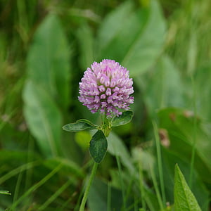 clover, red clover, herb, forage plant, red flower, nature, wildflowers