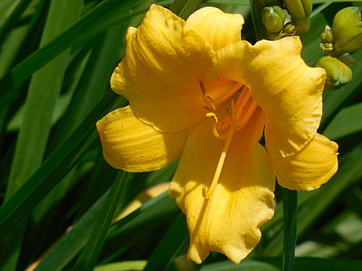 bloom, day lily, flower, lily, nature, plant, garden
