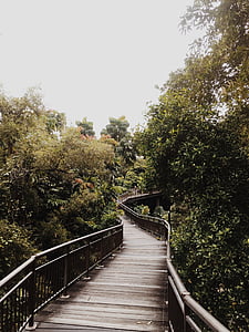 bridge, environment, foliage, footpath, forest, handrails, leaves