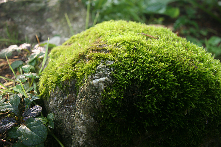 Mossy rock, forår, grøn, vand, Moss, våd, sten