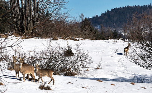 Deer, Metsä, talvi, Luonto, Sarna, vuoret, Beskids