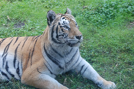 tijger, Portret van een tijger, grote kat, strepen, Tigris, Portret, natuur