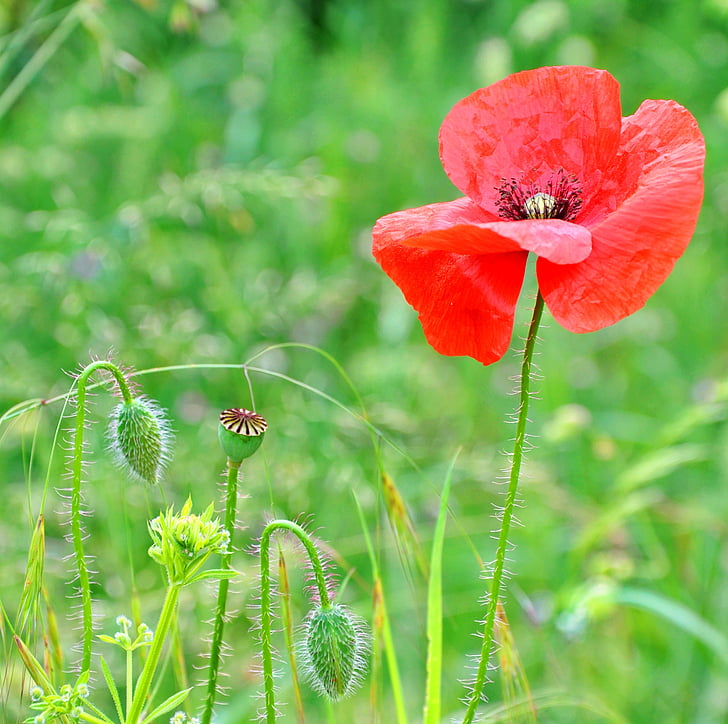 poppy, summer, nature, field