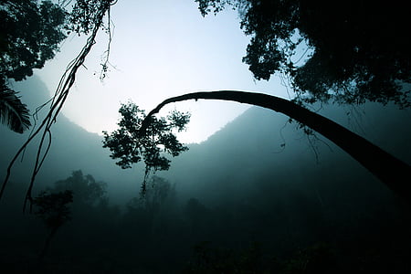 drvo, silueta, priroda, egzotične, magla, šuma, Nema ljudi