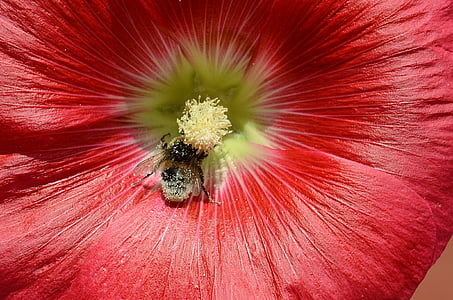 hollyhock, ดอกไม้, ผึ้ง, ธรรมชาติ, ฤดูร้อน