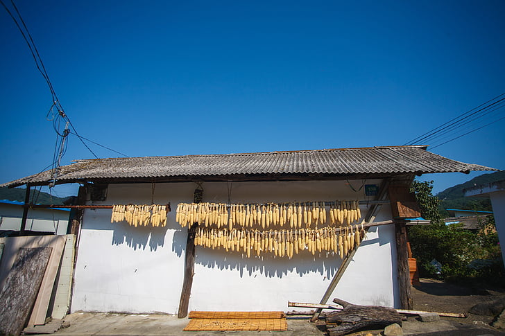 venkova, kukuřice, krajina, na korejském venkově