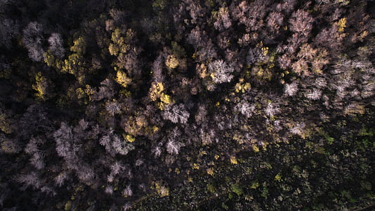 aérea, foto, cinza, amarelo, flores, modo de exibição, árvores