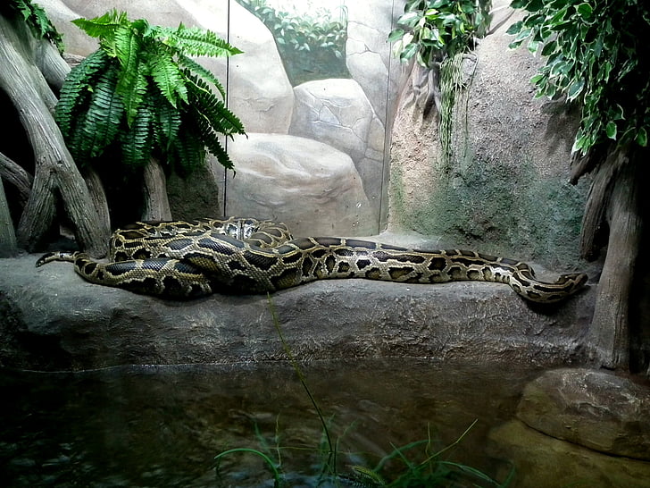 Python, Boa constrictor, wąż, gady, ogród zoologiczny, zwierzęta, terrarium