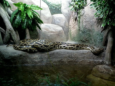 python, 蟒蛇, 蛇, 爬行动物, 动物园, 动物, 水晶球