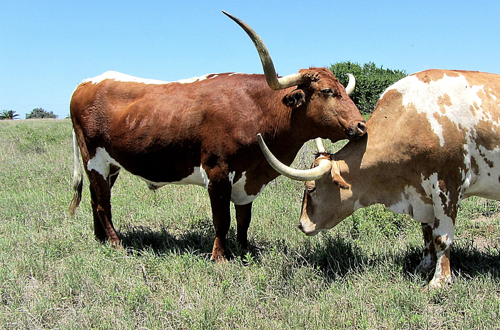 Longhorn, szarvasmarha, bika, marhahús, ökrök, tehén, rét