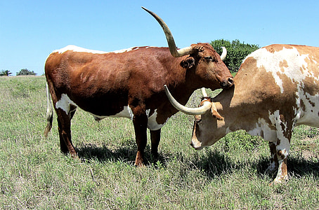 Longhorn, едър рогат добитък, Бул, говеждо месо, воловете, крава, ливада