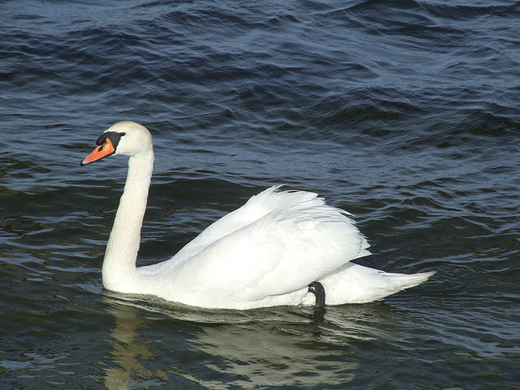swan, swimming, water, bird, wildlife, nature, white