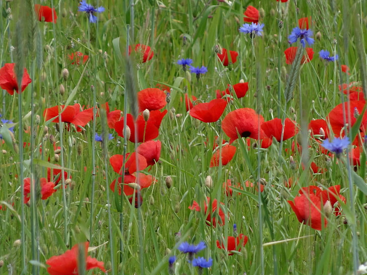 poppy, red, flowers, meadow, flower meadow, summer, nature