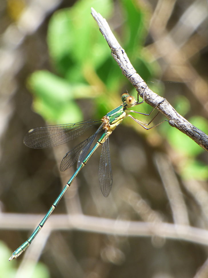 Dragonfly, Vandnymfe, grøn dragonfly, flyvende insekt, gren, Lestes viridis