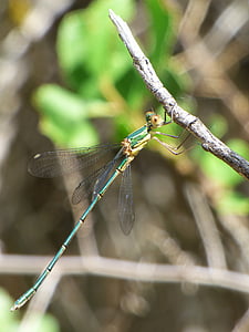 Dragonfly, löhöilyyn, vihreä dragonfly, lentävät hyönteiset, haara, Lestes viridis