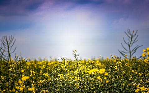 žuta, cvijet, plava, nebo, priroda, biljke, polje