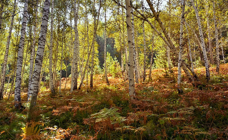 bosque, naturaleza, otoño, paisaje, Color, fabulosas