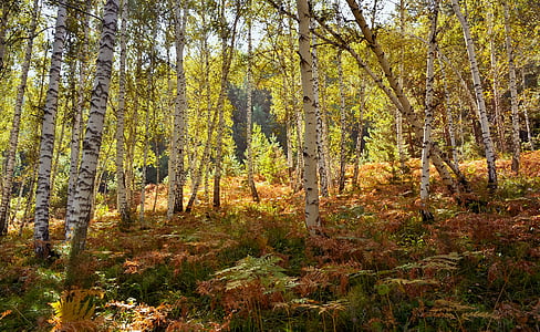 skogen, naturen, hösten, landskap, färg, Utmärkt