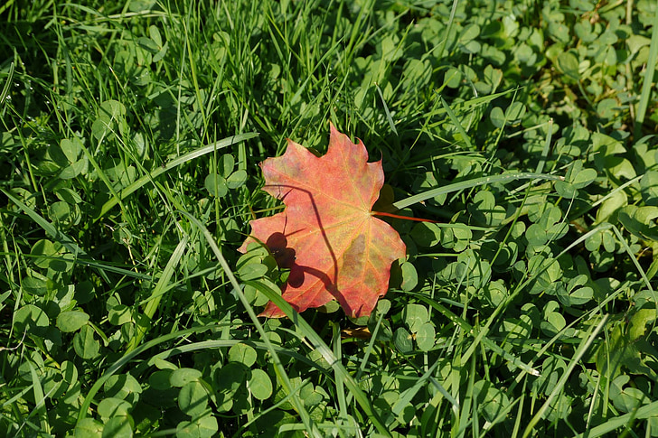 grass, sheet, autumn leaf, closeup, greens