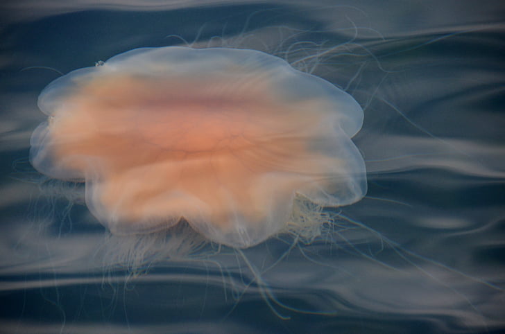 jellyfish, sea, sweden, archipelago, marine life