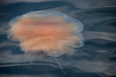 jellyfish, sea, sweden, archipelago, marine life