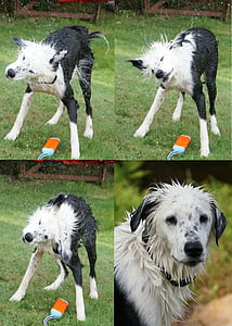 köpek, ıslak, sallamak, getirme, yüzmek