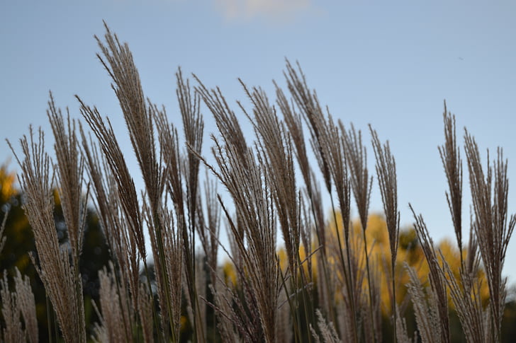 Reed, gresset, anlegget, natur, idyle, høst, landbruk
