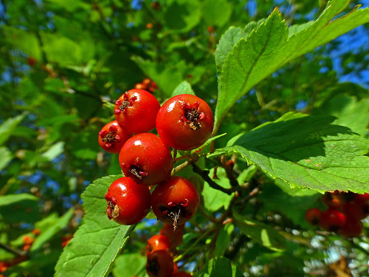 planta, Berry, Espino, árbol, naturaleza, fruta, rojo