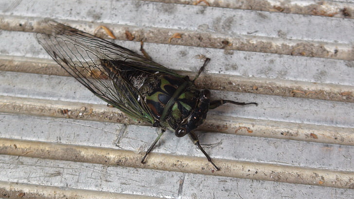 cicade, bug, griezelig, cool, natuur, insecten, Wisconsin