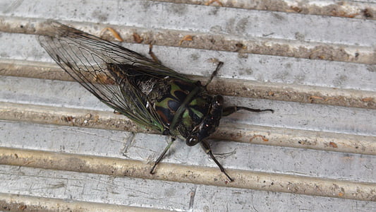Cvrčak, bug, grozljivo, kul, narave, žuželke, Wisconsin