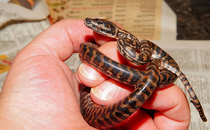 käärme, vauva käärme, matto python, 1 päivä vanha, juuri haudottu, jalostus