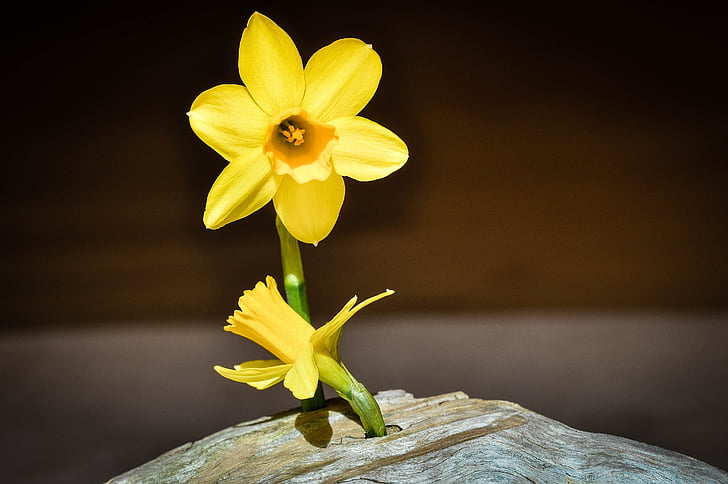 narcissus, blossom, bloom, yellow, flower, spring flower, early bloomer