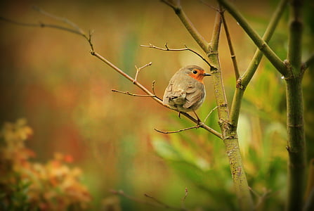 robin, bird, animal, songbird, close, sitting, branches