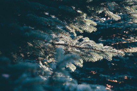Closeup, foto, Pine, boom, Evergreen, bomen, Kerst