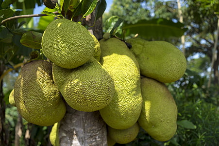 jackfruit, tree, african, green, agriculture, plant, fruit