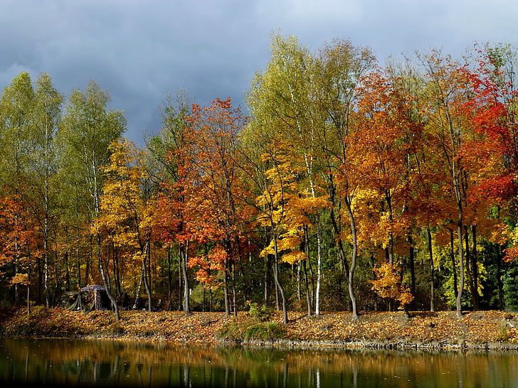 rudens meža, zelta, ezers, atspoguļojot, makšķernieks, koks, daba
