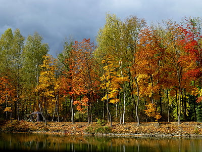 秋天的树林, 金, 湖, 镜像, 垂钓者, 树, 自然
