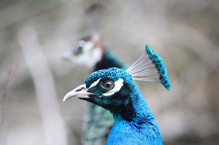 paó, ocell, animal, ploma, colors, verd, blau