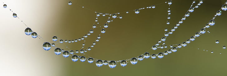 cobweb, network, drop of water, dewdrop, close, macro, nature