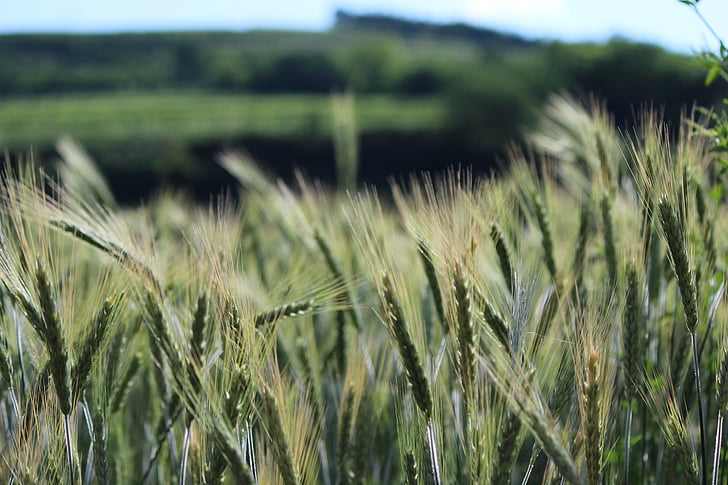 kukuričnom poli, Spike, pšenica, zrno, obilniny, pole, poľnohospodárstvo