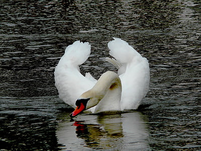 elegant, swan, drinking, water, bird, fly, wings