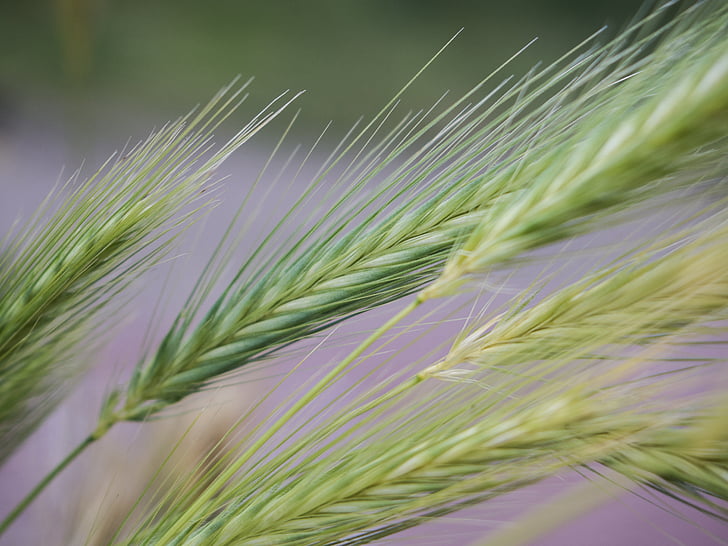 grain, grass, harvest, nature, weeds, agriculture, plant