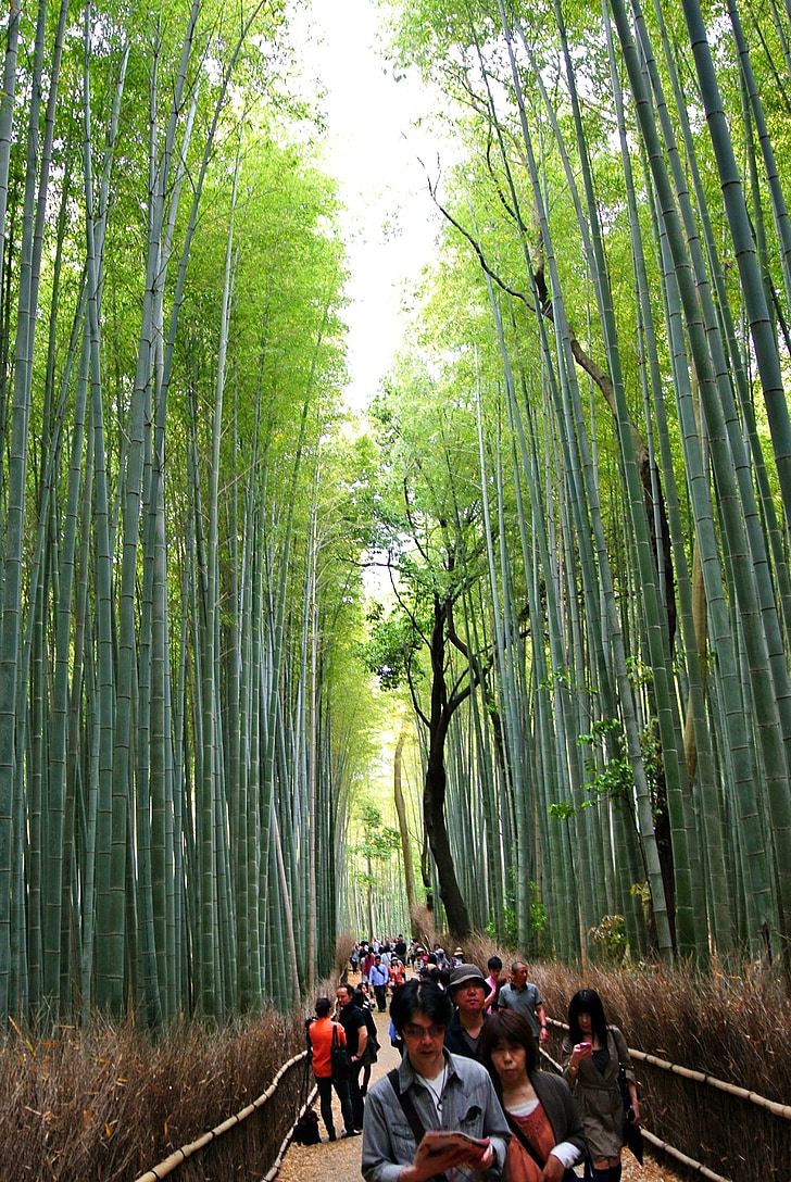 pădure de bambus, Sagano, pădure, Kyoto, Arashiyama, bambus, Grove